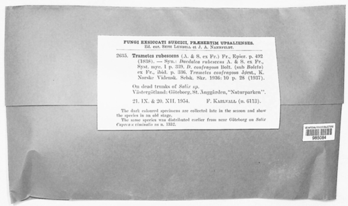 Daedaleopsis confragosa image